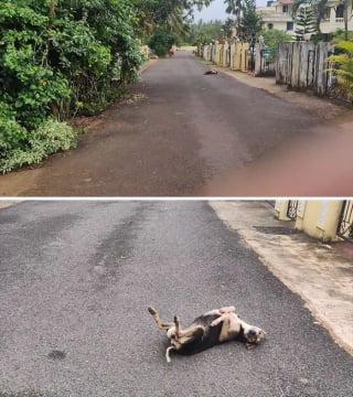 Illustration de l'article : Ces 20 photos de chiens amusants vous feront bien plus que sourire !