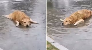 Illustration de l'article : Ces 20 photos de chiens amusants vous feront bien plus que sourire !