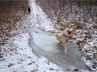 Illustration de l'article : Ces 20 photos de chiens amusants vous feront bien plus que sourire !