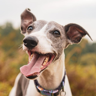 Illustration de l'article : 20 photos de Whippets dont les propriétaires ne peuvent se passer