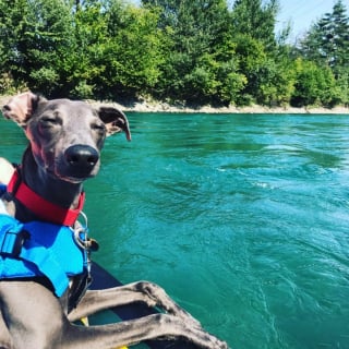 Illustration de l'article : 20 photos de Whippets dont les propriétaires ne peuvent se passer