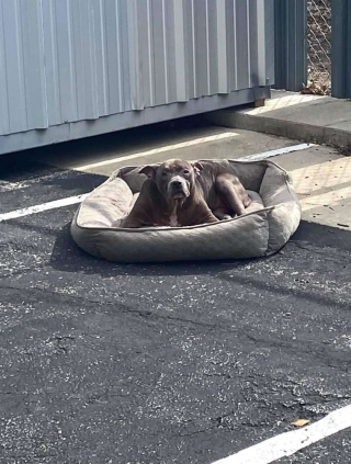 Illustration de l'article : Des bénévoles prennent soin d'une chienne malade et abandonnée sur un parking avec son panier