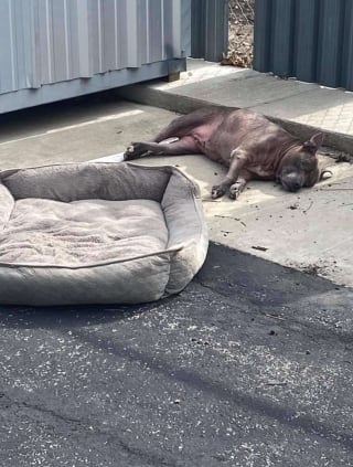 Illustration de l'article : Des bénévoles prennent soin d'une chienne malade et abandonnée sur un parking avec son panier