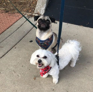 Illustration de l'article : L'amitié entre ces 2 chiens voisins est tellement forte, que leurs propriétaires leur organisent des rendez-vous quasiment tous les jours (vidéo)
