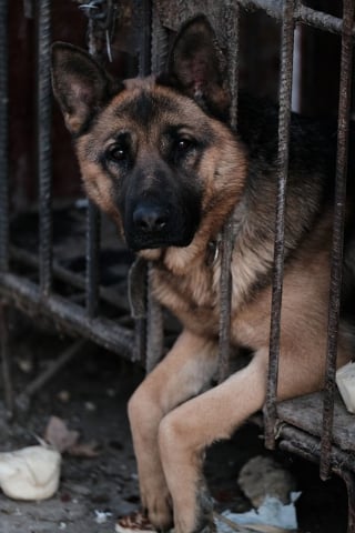 Illustration de l'article : Bientôt la fin des restaurants de viande canine en Corée du Sud ?