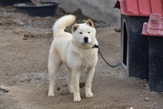 Illustration de l'article : Bientôt la fin des restaurants de viande canine en Corée du Sud ?