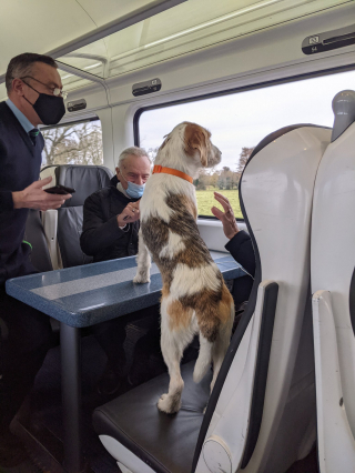 Illustration de l'article : Un chien se faufile dans un train et se lie d'amitié avec les passagers !