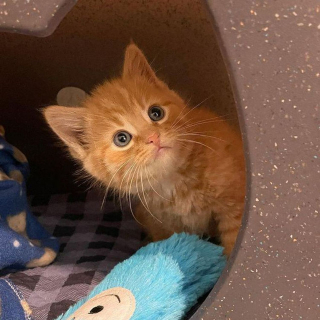 Peluche bébé chat roux avec une couverture