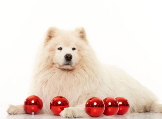 Illustration de l'article : 10 conseils pour passer les fêtes de fin d'année avec son chien en toute sérénité