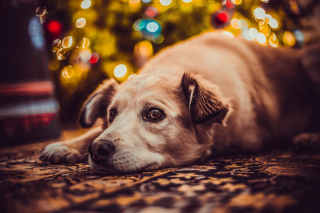 Illustration de l'article : 10 conseils pour passer les fêtes de fin d'année avec son chien en toute sérénité
