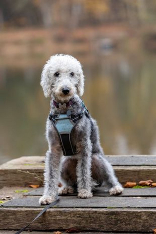 Illustration de l'article : Il met en garde les autres propriétaires après que son chien est tombé malade en ingérant des feuilles de cannabis dans un parc