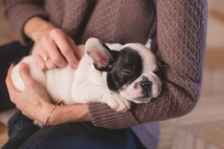 Illustration de l'article : Un chiot de 8 semaines, nommé Harley Quinn et volé sous la menace d'une arme à feu, fait un mystérieux retour