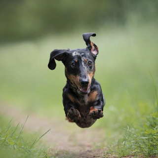 Illustration de l'article : 20 chiens qui font de merveilleux modèles photo