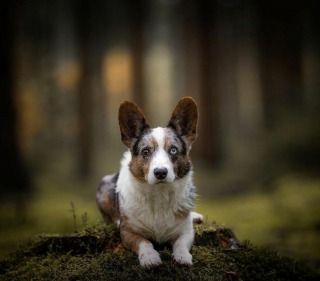 Illustration de l'article : 20 chiens qui font de merveilleux modèles photo