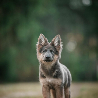 Illustration de l'article : 20 chiens qui font de merveilleux modèles photo