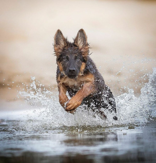 Illustration de l'article : 20 chiens qui font de merveilleux modèles photo