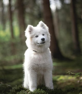 Illustration de l'article : 20 chiens qui font de merveilleux modèles photo