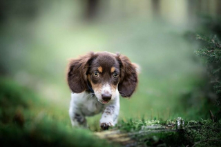 Illustration de l'article : 20 chiens qui font de merveilleux modèles photo