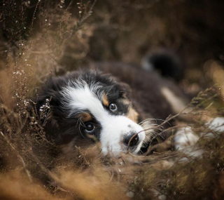 Illustration de l'article : 20 chiens qui font de merveilleux modèles photo