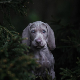 Illustration de l'article : 20 chiens qui font de merveilleux modèles photo