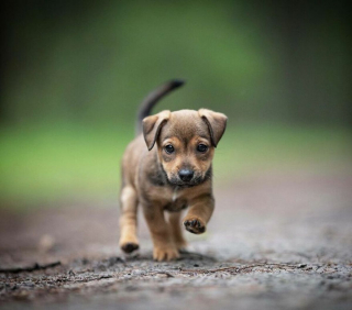 Illustration de l'article : 20 chiens qui font de merveilleux modèles photo