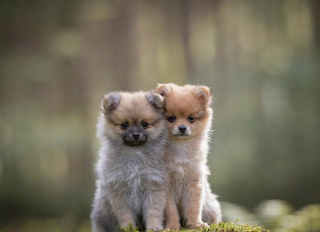 Illustration de l'article : 20 chiens qui font de merveilleux modèles photo