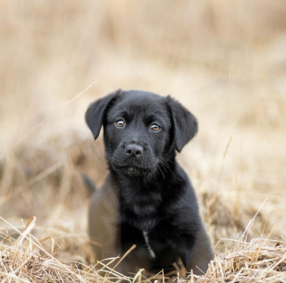 Illustration de l'article : 20 chiens qui font de merveilleux modèles photo