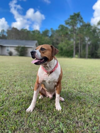 Illustration de l'article : 20 photos d'American Staffordshire Terriers et de Pitbulls prêts à recevoir une tonne de câlins