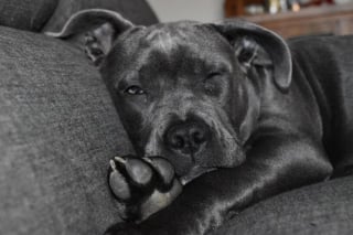 Illustration de l'article : 20 photos d'American Staffordshire Terriers et de Pitbulls prêts à recevoir une tonne de câlins