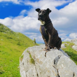 Illustration de l'article : 20 photos d'American Staffordshire Terriers et de Pitbulls prêts à recevoir une tonne de câlins