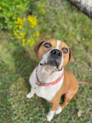 Illustration de l'article : 20 photos d'American Staffordshire Terriers et de Pitbulls prêts à recevoir une tonne de câlins