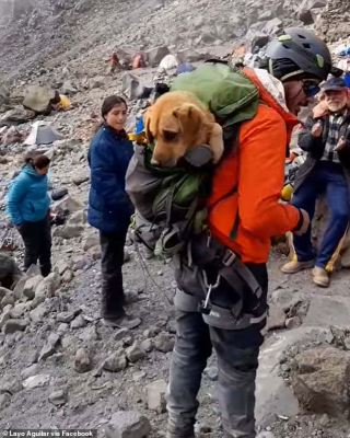 Illustration de l'article : En suivant des alpinistes, ce chien perdu à plus de 5 000 mètres d'altitude chemine vers une vie meilleure