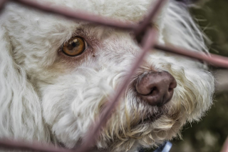 Illustration de l'article : L'inquiétude monte face aux nombreux retours aux refuges d’animaux adoptés pendant le confinement