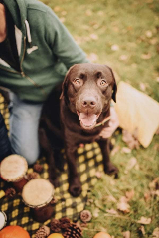 Illustration de l'article : Une caméra de surveillance capture le rendez-vous touchant entre un Labrador et son voisin âgé