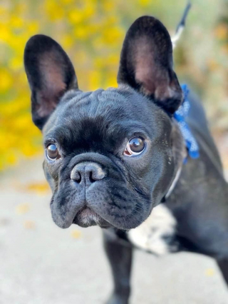 Illustration de l'article : Un Bouledogue Français disparaît soudainement. Ses propriétaires le retrouvent piégé dans le terrier de leur tortue et appellent les pompiers !