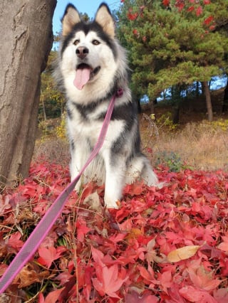 Illustration de l'article : 20 photos de Malamutes de l'Alaska, dont l'affection et la loyauté en font des compagnons de vie agréables