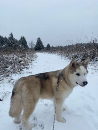 Illustration de l'article : 20 photos de Malamutes de l'Alaska, dont l'affection et la loyauté en font des compagnons de vie agréables