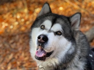 Illustration de l'article : 20 photos de Malamutes de l'Alaska, dont l'affection et la loyauté en font des compagnons de vie agréables