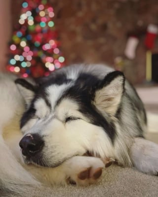 Illustration de l'article : 20 photos de Malamutes de l'Alaska, dont l'affection et la loyauté en font des compagnons de vie agréables