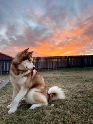 Illustration de l'article : 20 photos de Malamutes de l'Alaska, dont l'affection et la loyauté en font des compagnons de vie agréables