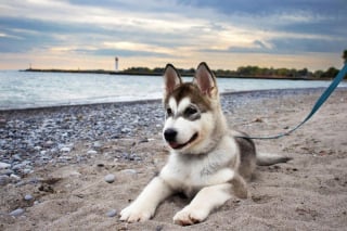 Illustration de l'article : 20 photos de Malamutes de l'Alaska, dont l'affection et la loyauté en font des compagnons de vie agréables