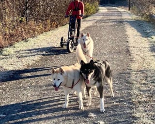 Illustration de l'article : 20 photos de Malamutes de l'Alaska, dont l'affection et la loyauté en font des compagnons de vie agréables