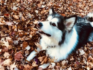 Illustration de l'article : 20 photos de Malamutes de l'Alaska, dont l'affection et la loyauté en font des compagnons de vie agréables