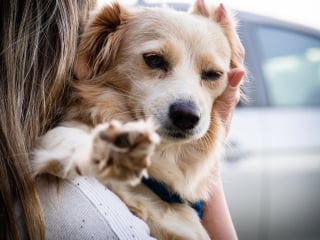 Illustration de l'article : Grande-Bretagne : les propriétaires qui soumettent leurs chiens à un régime végétarien risquent une amende et la prison