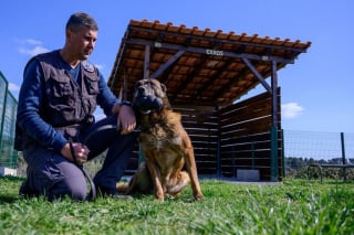 Illustration de l'article : La première maison de retraite pour les chiens policiers ouvre ses portes près de Marseille