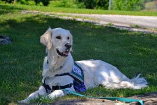 Illustration de l'article : Un chauffeur de taxi refuse une femme malvoyante sur le bord de la route, car il avait une "peur panique" de son chien