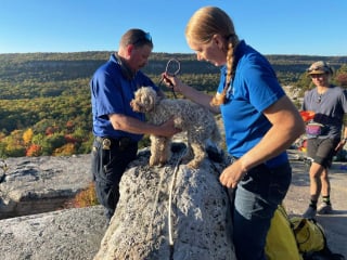 Illustration de l'article : Plusieurs groupes de secours tentent de récupérer une chienne sénior coincée dans une crevasse pendant 5 jours