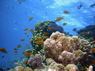 Illustration de l'article : La protection des récifs coralliens, un enjeu majeur pour garantir la présence du poisson dans la gamelle de votre chat