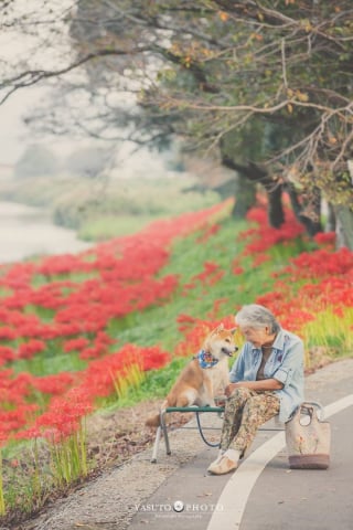 Illustration de l'article : 15 photos magnifiques et réconfortantes illustrant le lien fort entre une grand-mère et son Shiba Inu