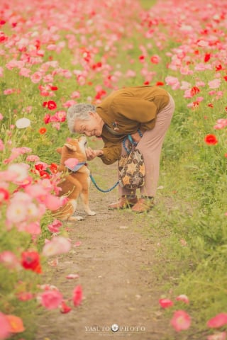 Illustration de l'article : 15 photos magnifiques et réconfortantes illustrant le lien fort entre une grand-mère et son Shiba Inu